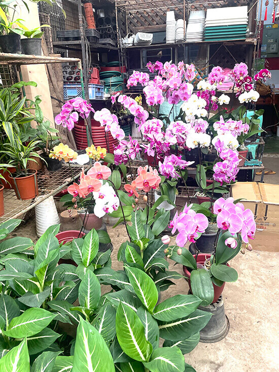 Greenland Plants and Orchids Center, Cartimar