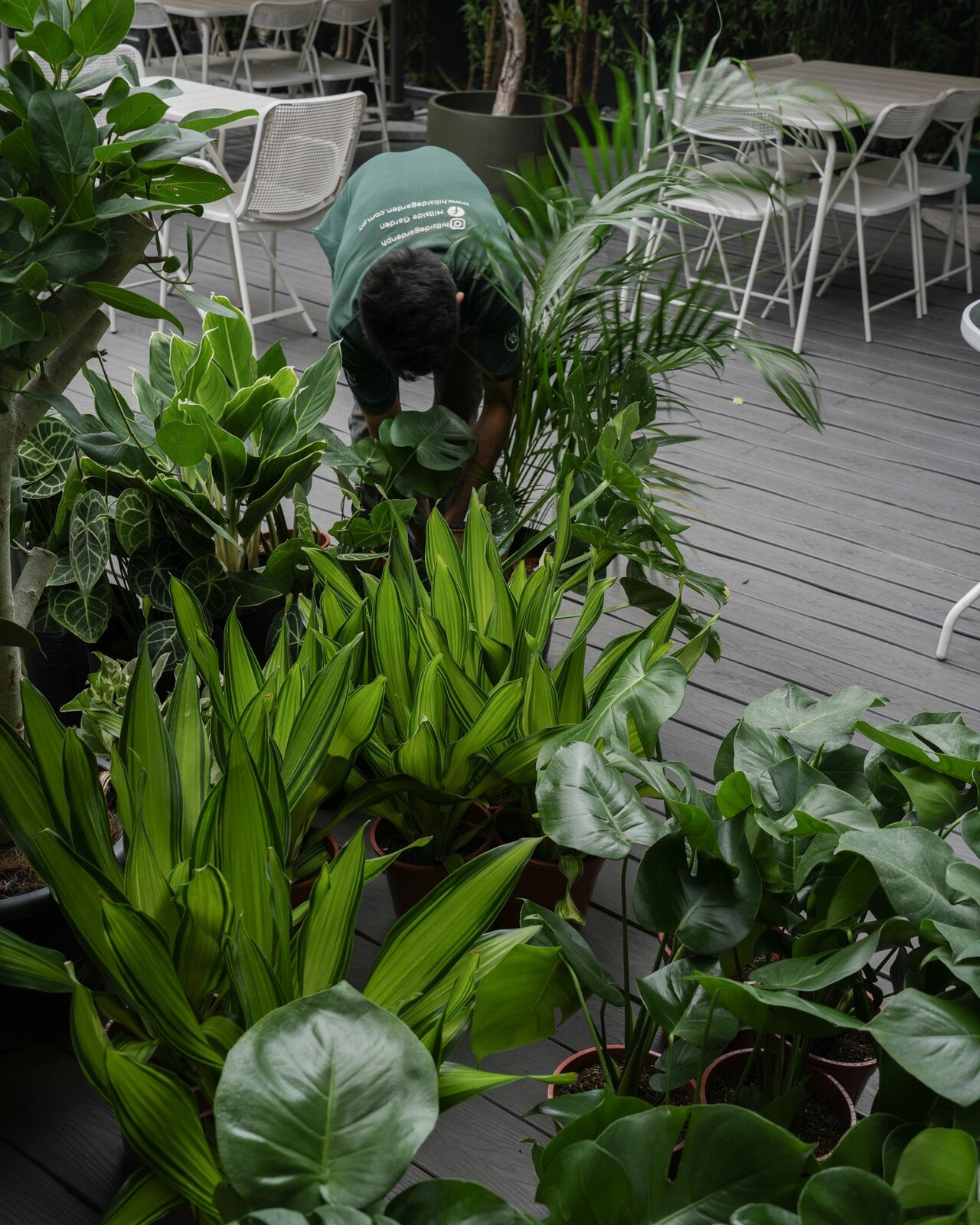 Hillside Garden