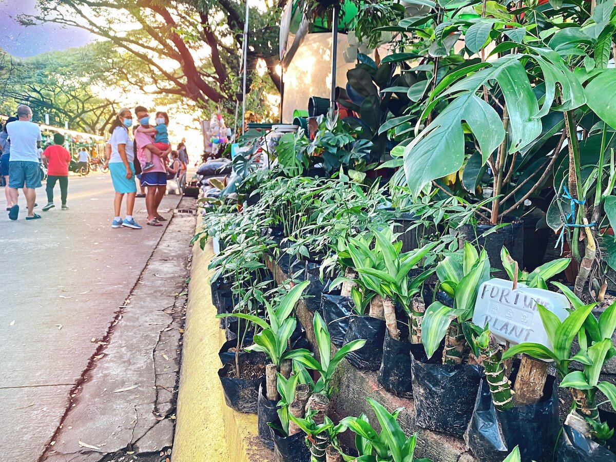 Quezon Memorial Circle plant stalls